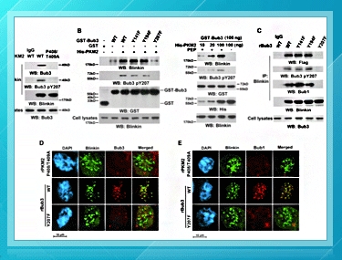 PKM2 Discovered in Cancer Development
